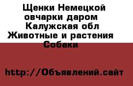Щенки Немецкой овчарки даром - Калужская обл. Животные и растения » Собаки   